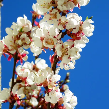 Апартаменты Bauernhof Klausbauer *