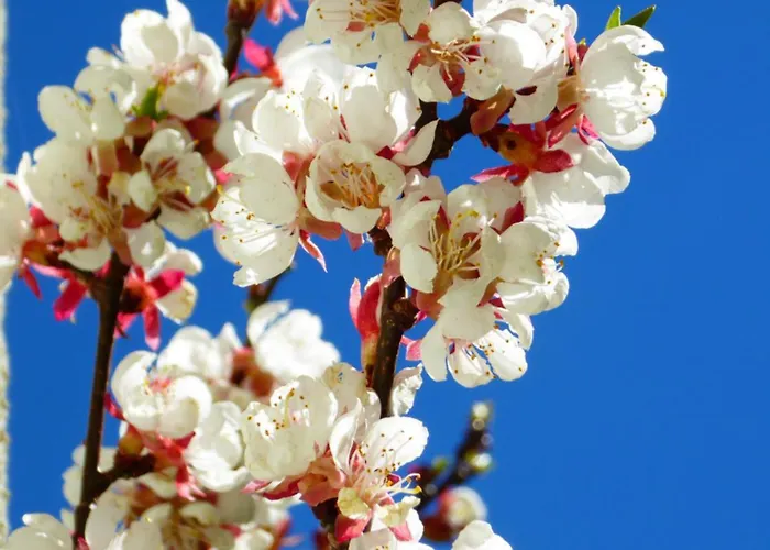 Lägenhet Bauernhof Klausbauer *